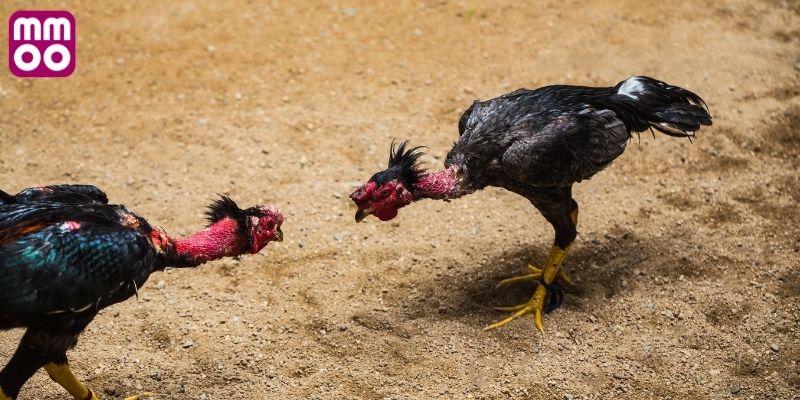 Quy trình đặt cược diễn ra vô cùng nhanh chóng
